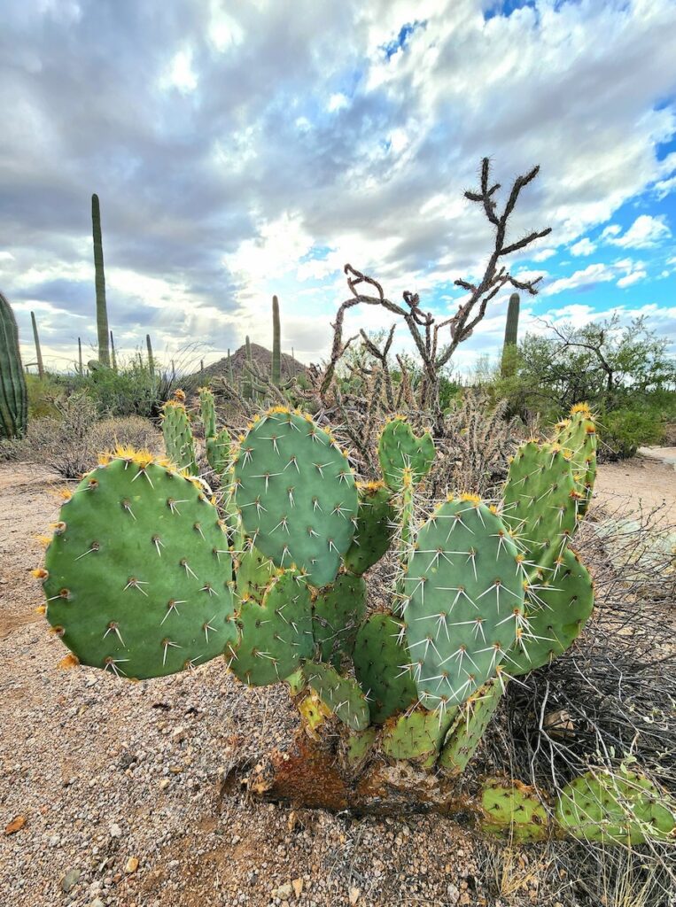 SEO-Visibility-New-Mexico Online visibility services in NM